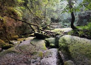 Read more about the article How to visit Yakushima without a guide Day 2 – Shiratani Unsuikyo Ravine hike