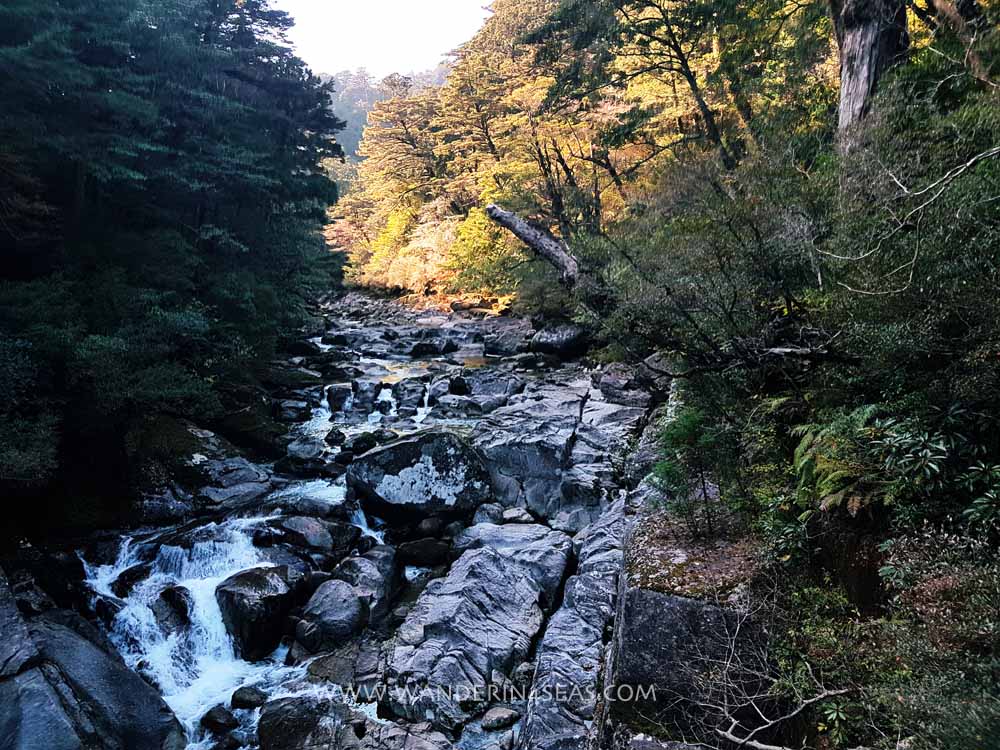 Stream on Yakusugi land trail