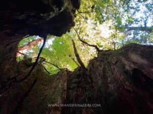 Read more about the article How to visit Yakushima without a guide Day 1- Yakusugi Land