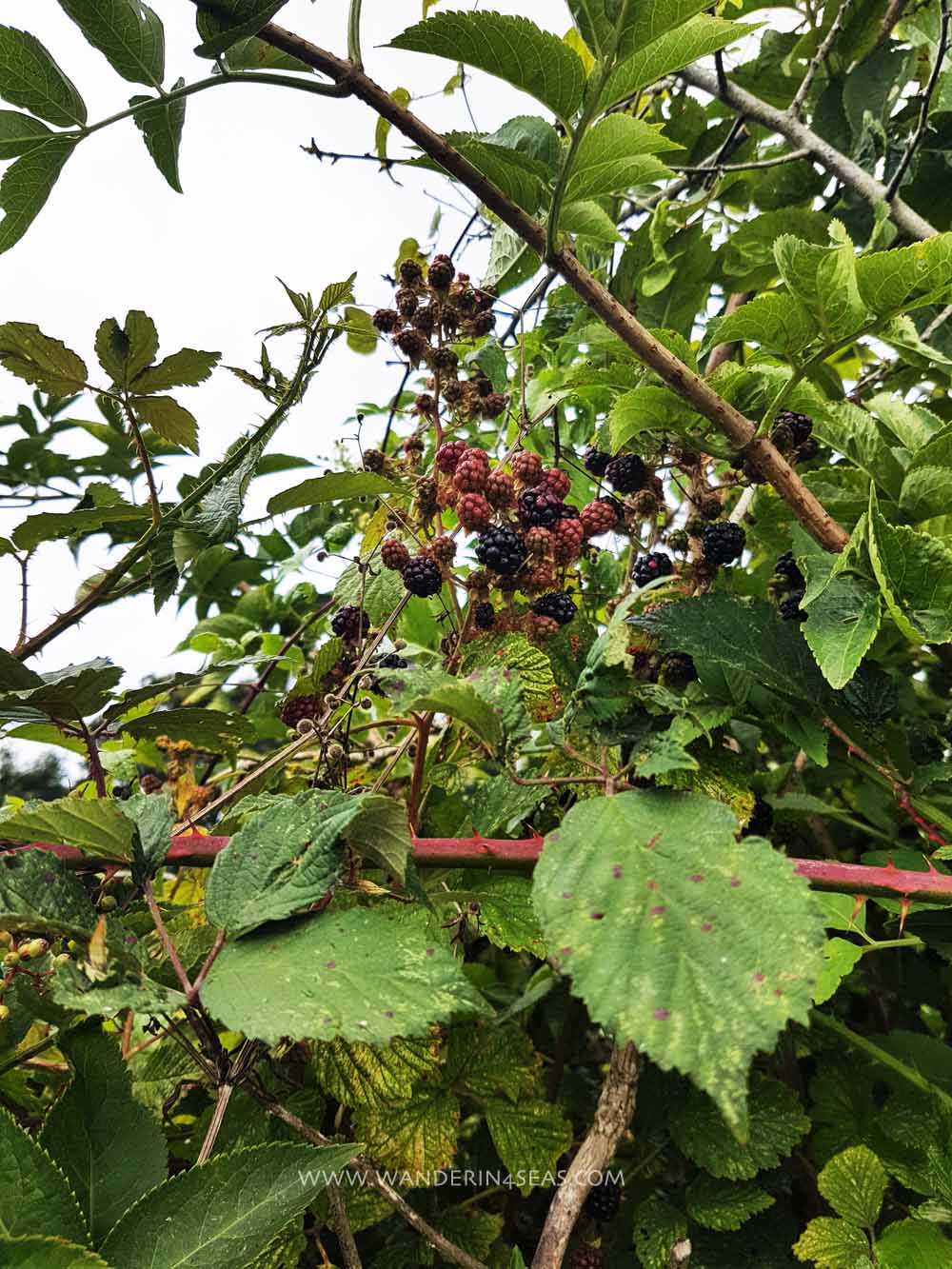 Sumptuous black berries