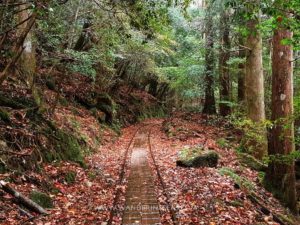 Read more about the article How to visit Yakushima without a guide Day 3 – Jomon Sugi trail